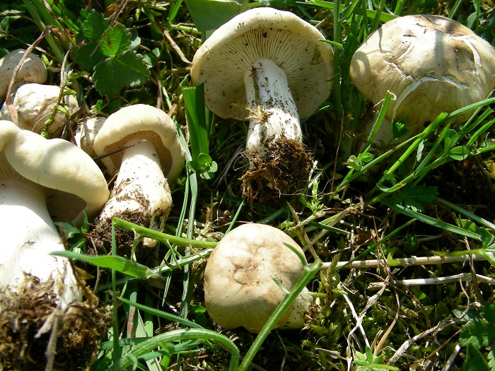 650 Aprile vecchio ritrovamento